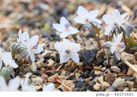 節分草の花 節分草の花 48373485