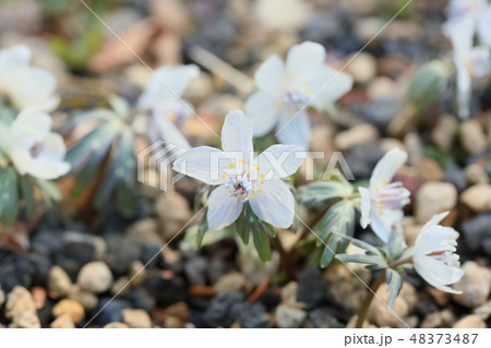 節分草の花 48373487