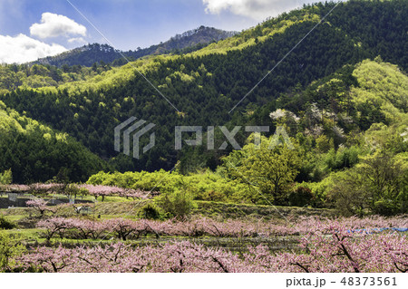桃の花と青空 48373561