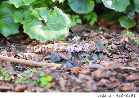 オオミスミソウの花 48373591