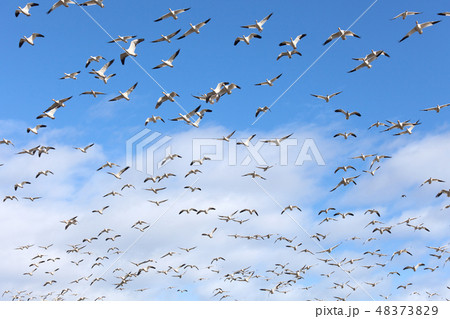 Snow Goose Snow Goose 48373829