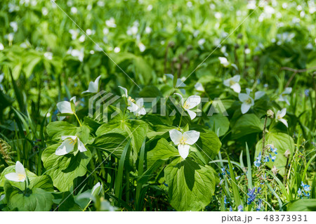 白い野の花　オオバナノエンレイソウ 48373931