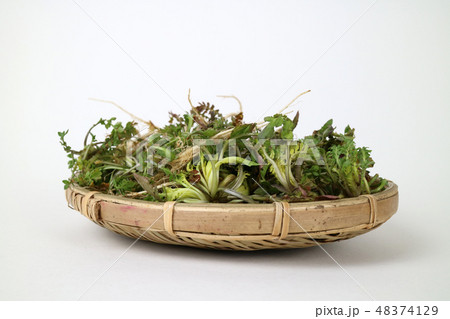 野菜 農産物 有機 48374129