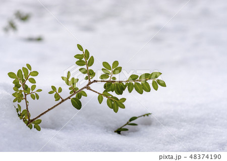 冬の湖M34 冬の湖M34 48374190