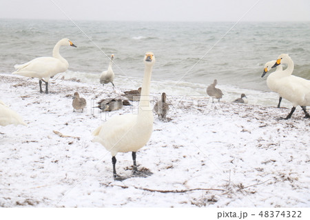 冬の猪苗代湖の白鳥 冬の猪苗代湖の白鳥 48374322