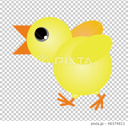 Chick illustration Chick illustration 48374811