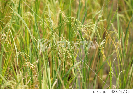 Thailand rice field, farm 48376739