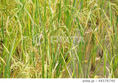 タイ王国ナコーンラーチャシーマー県の田んぼ、水田 48376740