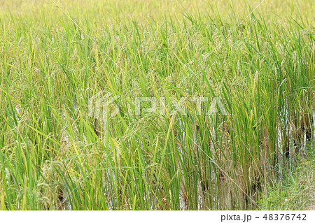 Rice field in Nakhon Ratchasima province, Thailand Rice field in Nakhon Ratchasima province, Thailand 48376742