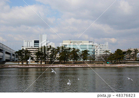 カモメが舞う武庫川河畔の　兵庫医科大学と兵庫医科大学病院 48376823