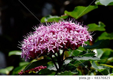 三鷹中原に咲くピンクのボタンクサギ 三鷹中原に咲くピンクのボタンクサギ 48376825