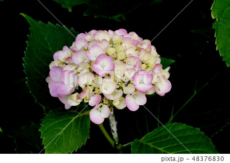 三鷹中原に咲くピンクと白複色のアジサイの花 三鷹中原に咲くピンクと白複色のアジサイの花 48376830