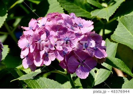 三鷹中原に咲くピンクのアジサイの花 48376944