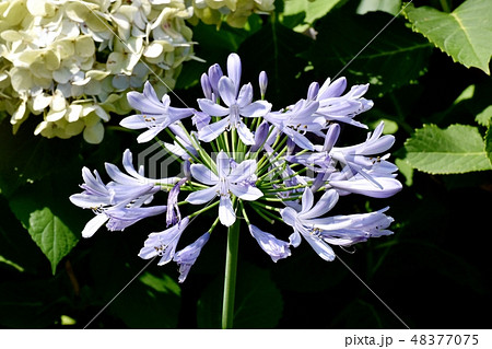 三鷹中原に咲く薄い青紫色のアガパンサス 三鷹中原に咲く薄い青紫色のアガパンサス 48377075