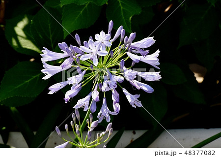 三鷹中原に咲く薄い青紫色のアガパンサス 三鷹中原に咲く薄い青紫色のアガパンサス 48377082