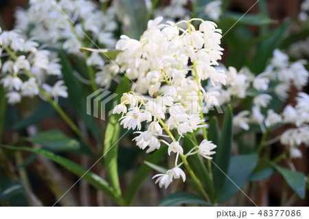 小さなランの花 48377086