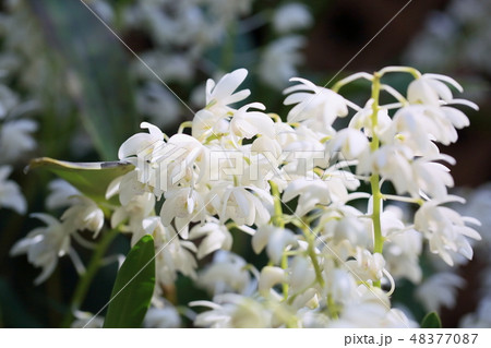 小さなランの花 48377087