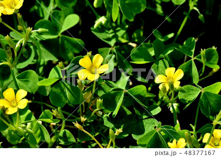 三鷹中原に咲く黄色いカタバミの花 三鷹中原に咲く黄色いカタバミの花 48377167