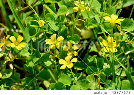三鷹中原に咲く黄色いカタバミの花 48377178