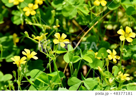 三鷹中原に咲く黄色いカタバミの花 48377181