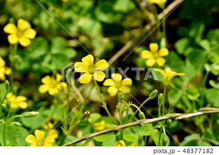 三鷹中原に咲く黄色いカタバミの花 三鷹中原に咲く黄色いカタバミの花 48377182