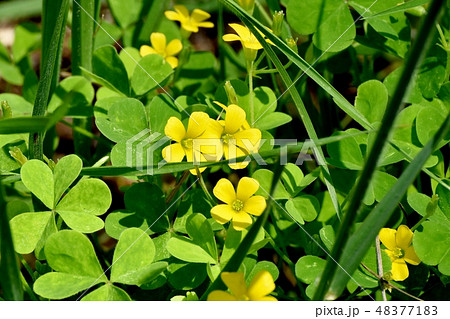 三鷹中原に咲く黄色いカタバミの花 48377183