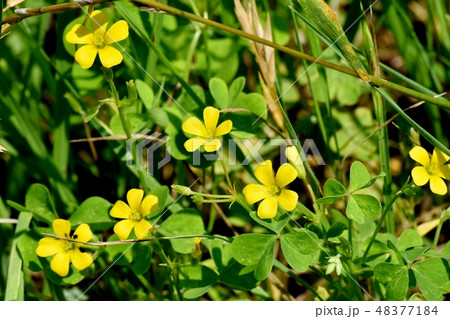 三鷹中原に咲く黄色いカタバミの花 三鷹中原に咲く黄色いカタバミの花 48377184