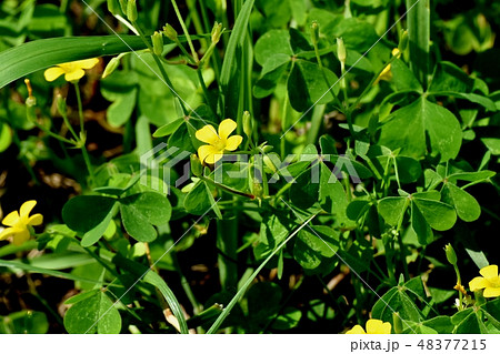 三鷹中原に咲く黄色いカタバミの花 三鷹中原に咲く黄色いカタバミの花 48377215