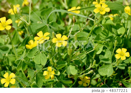 三鷹中原に咲く黄色いカタバミの花 三鷹中原に咲く黄色いカタバミの花 48377221