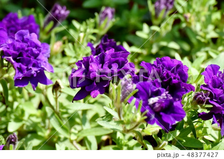 三鷹中原に咲く紫色の八重咲ペチュニア（サフィニアフリル） 48377427