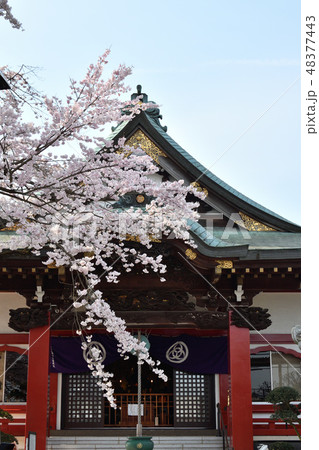 寺社のサクラ 48377443