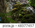 木と苔と光 48377457