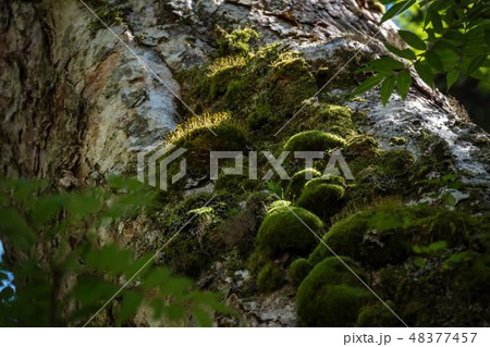 木と苔と光 48377457