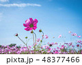 コスモス 48377466