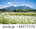 蕎麦畑と八ヶ岳 48377476