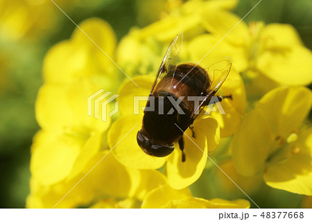 オオハナアブと菜の花 48377668