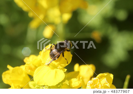 オオハナアブと菜の花 48377907