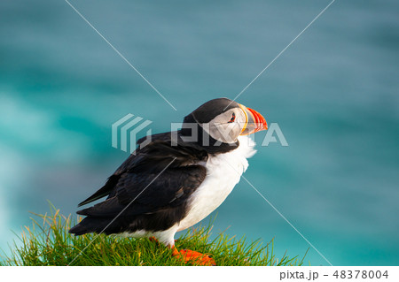 Wild Atlantic puffin seabird in the auk family. 48378004