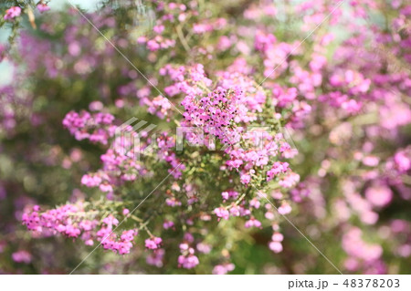 ジャノメエリカの花 ジャノメエリカの花 48378203