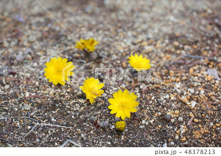 フクジュソウの花 フクジュソウの花 48378213