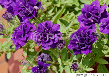 三鷹中原に咲く紫色の八重咲ペチュニア（サフィニアフリル） 48378219