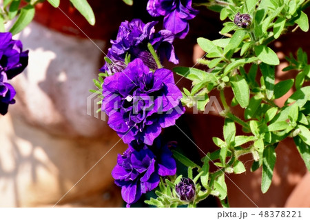 三鷹中原に咲く紫色の八重咲ペチュニア(サフィニアフリル) 三鷹中原に咲く紫色の八重咲ペチュニア(サフィニアフリル) 48378221