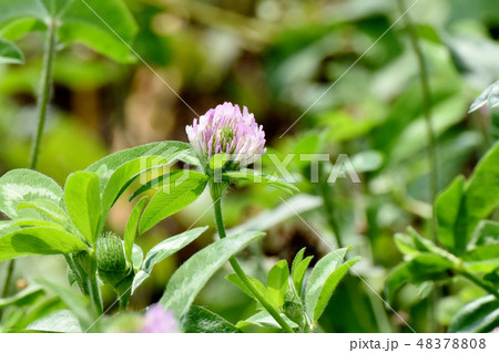 三鷹中原に咲くピンクのクローバー 48378808