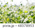 蕎麦の花 48378953