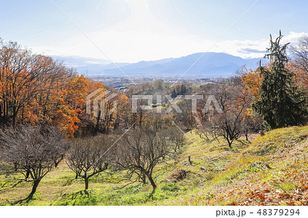 【山梨県甲斐市】紅葉の敷島梅の里 【山梨県甲斐市】紅葉の敷島梅の里 48379294