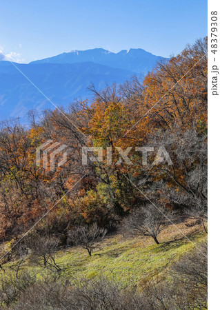 【山梨県甲斐市】紅葉の敷島梅の里 48379308
