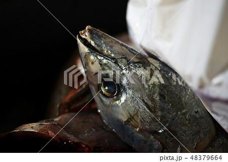 カツオの頭　鰹　カツオ　魚介　伝統　燻製　伊良部島　宮古　沖縄　郷土料理　名物　特産　 48379664