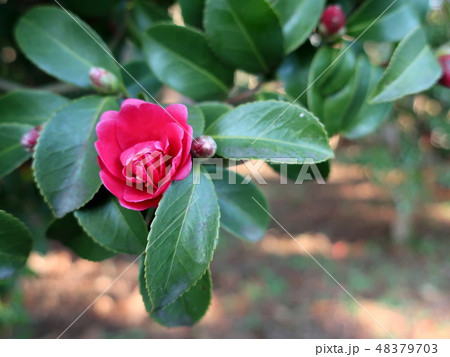 山茶花の花 山茶花の花 48379703