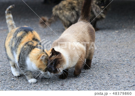 頭をコッツンコでご挨拶する仲良しねこ 48379860