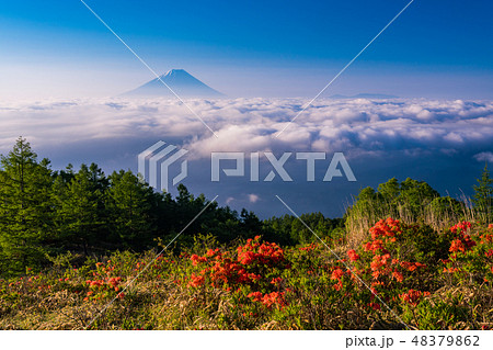 山梨県 甘利山のレンゲツツジ 富士山遠望の写真素材